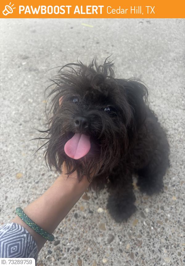 Found/Stray Female Dog last seen Applewood dr cedar hill, Cedar Hill, TX 75104