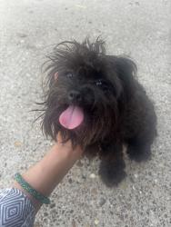 Found/Stray Female Dog last seen Applewood dr cedar hill, Cedar Hill, TX 75104