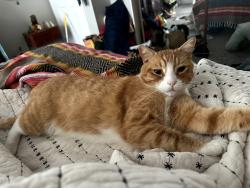Lost Male Cat last seen Kohler and flintside ct, San Jose, CA 95148