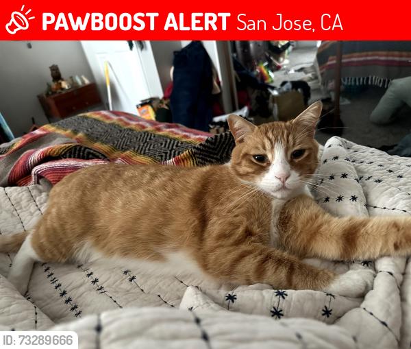Lost Male Cat last seen Kohler and flintside ct, San Jose, CA 95148