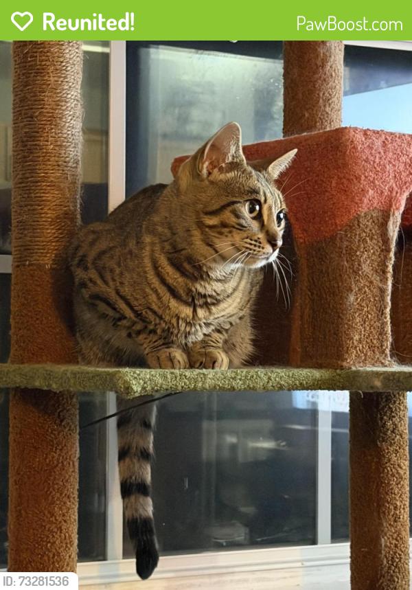 Reunited Female Cat last seen Montgomery, Montgomery, IL 60538
