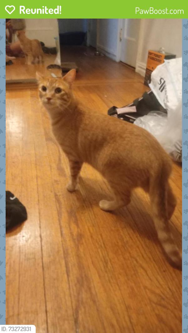Reunited Male Cat last seen Pelham Parkway & Lydig ave., The Bronx, NY 10462