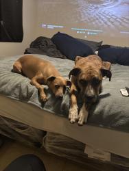 Lost Male Dog last seen Walmart on Valencia, Tucson, AZ 85746