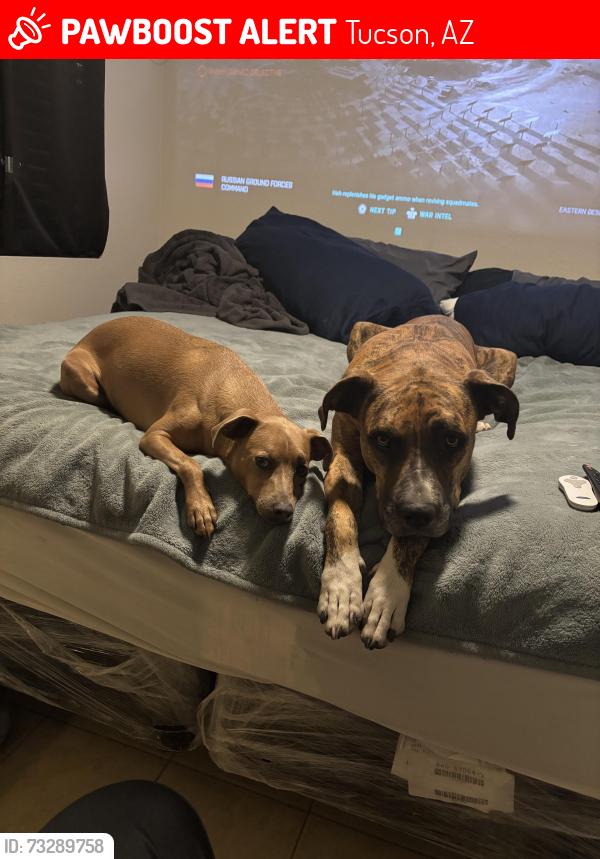 Lost Male Dog last seen Walmart on Valencia, Tucson, AZ 85746