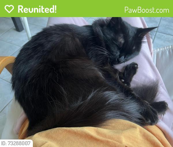 Reunited Female Cat last seen Near Shoreline drive, Mississauga, ON L5B 4K7