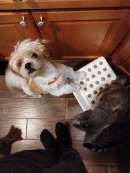 Lost Male Dog last seen 25th Street and Barclay, Baltimore, MD 21218