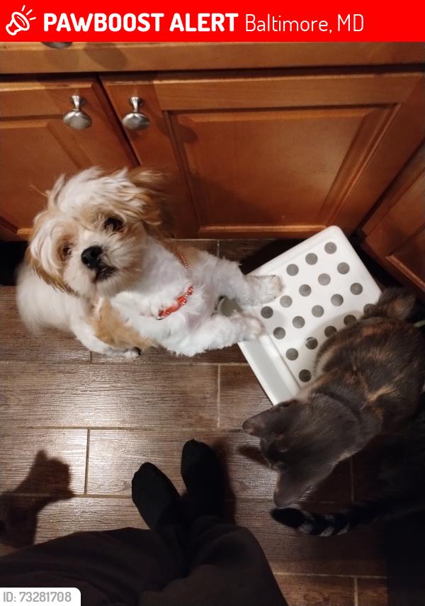 Lost Male Dog last seen 25th Street and Barclay, Baltimore, MD 21218
