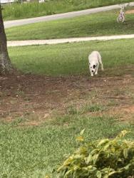 Found/Stray Female Dog last seen New cut and Monks Grove Church Rd, Spartanburg County, SC 29303