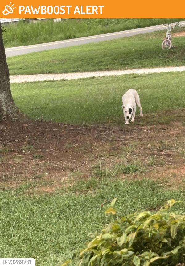 Found/Stray Female Dog last seen New cut and Monks Grove Church Rd, Spartanburg County, SC 29303