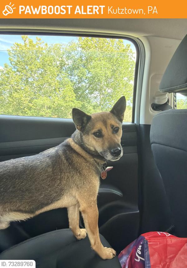 Found/Stray Male Dog last seen Berkeley Golf Club, Kuztown Home and Farm Center, on US 222, Kutztown, PA 19530