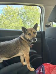 Found/Stray Male Dog last seen Berkeley Golf Club, Kuztown Home and Farm Center, on US 222, Kutztown, PA 19530
