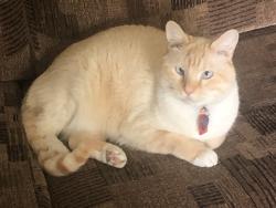 Reunited Male Cat last seen Ottawa Hills Elementary, Ottawa Hills, OH 43606
