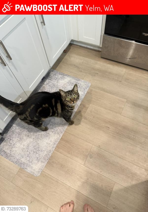 Lost Male Cat last seen Yelm high school, yelm family medicine, Yelm, WA 98597