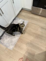 Lost Male Cat last seen Yelm high school, yelm family medicine, Yelm, WA 98597