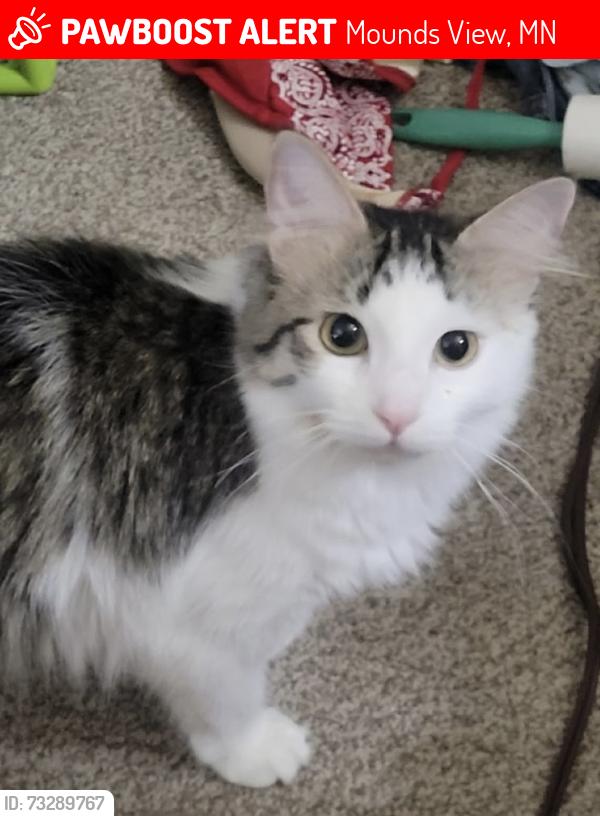 Lost Female Cat last seen Near county road I moundsview, Mounds View, MN 55112