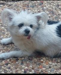 Reunited Female Dog last seen Brookhollow, San Antonio, TX 78232