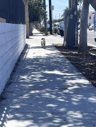 Found/Stray Male Dog last seen Osage and Marine, Lawndale, CA 90260