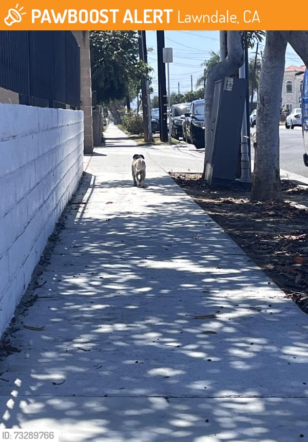 Found/Stray Male Dog last seen Osage and Marine, Lawndale, CA 90260