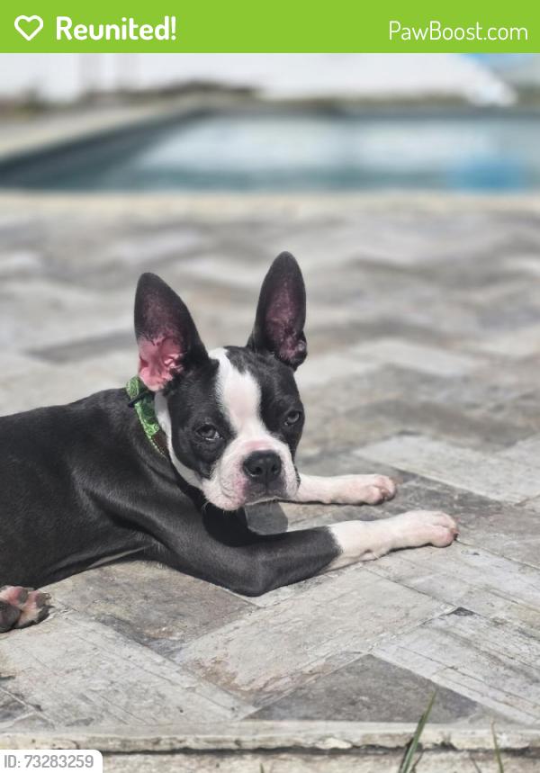 Reunited Female Dog last seen Keene Rd & Belleair Rd, Largo, FL 33756, USA, Largo, FL 33756