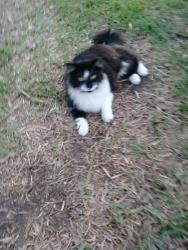 Lost Female Cat last seen Near Seminole blvd largo fl, Largo, FL 33778