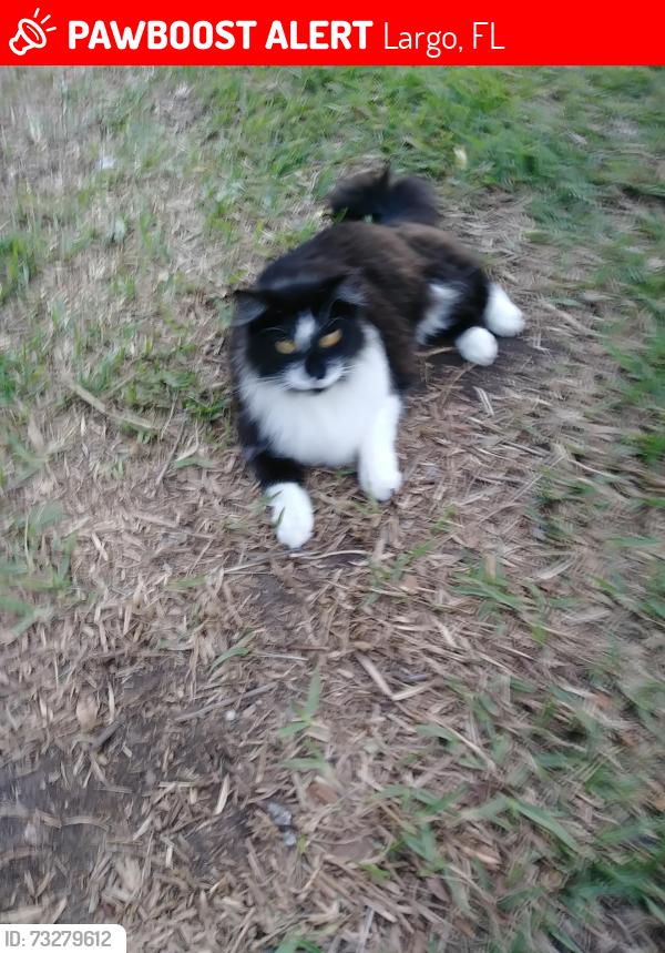 Lost Female Cat last seen Near Seminole blvd largo fl, Largo, FL 33778