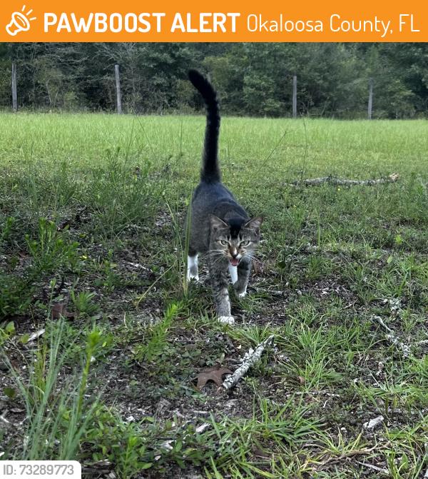 Found/Stray Female Cat last seen Corner of highway 90 and mt olive road, Okaloosa County, FL 32539