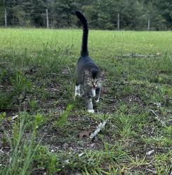 Found/Stray Female Cat last seen Corner of highway 90 and mt olive road, Okaloosa County, FL 32539