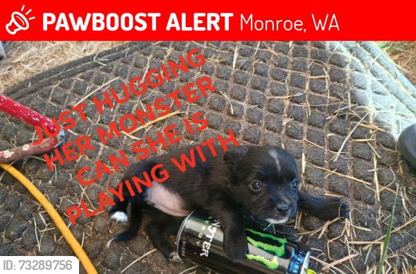 Lost Female Dog last seen Somewhere between Safeway on Main, and the Fairgrounds, Monroe, WA 98272