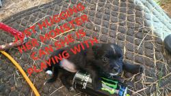 Lost Female Dog last seen Somewhere between Safeway on Main, and the Fairgrounds, Monroe, WA 98272