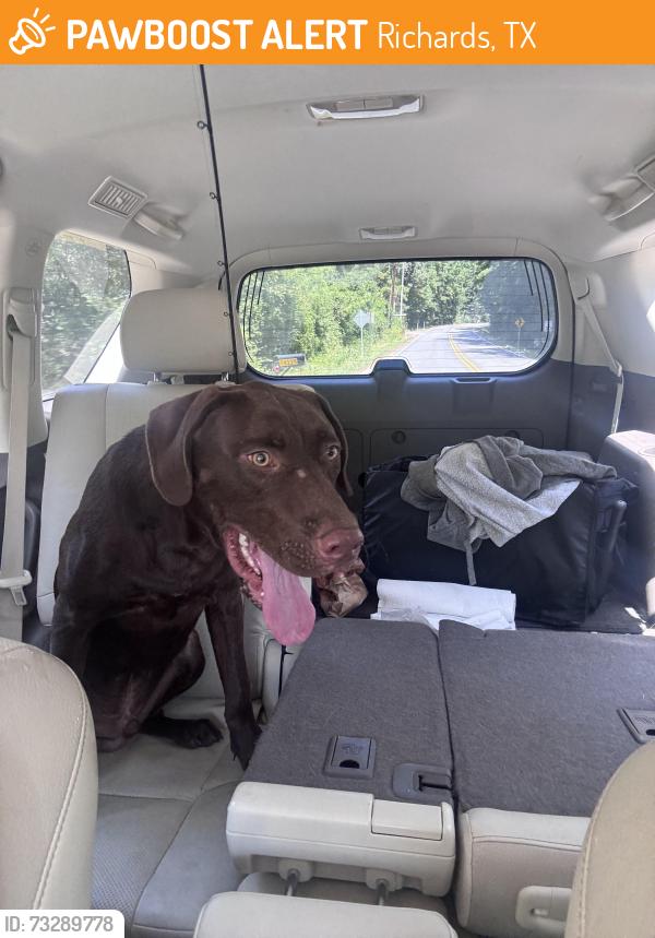 Found/Stray Male Dog last seen Sam houston national forest, Richards, TX 77873