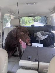 Found/Stray Male Dog last seen Sam houston national forest, Richards, TX 77873