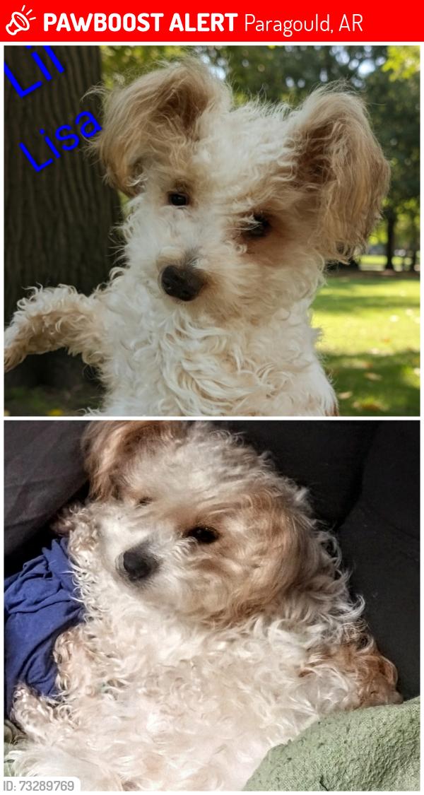 Lost Female Dog last seen Woods chapel church area, Paragould, AR 72450