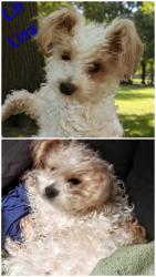 Lost Female Dog last seen Woods chapel church area, Paragould, AR 72450