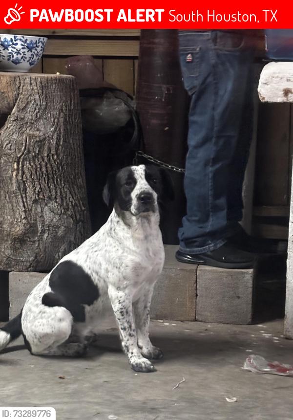 Lost Male Dog last seen Near Kentucky st 77587, South Houston, TX 77587