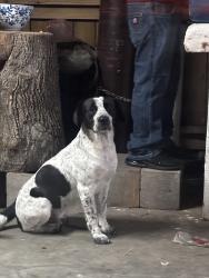 Lost Male Dog last seen Near Kentucky st 77587, South Houston, TX 77587