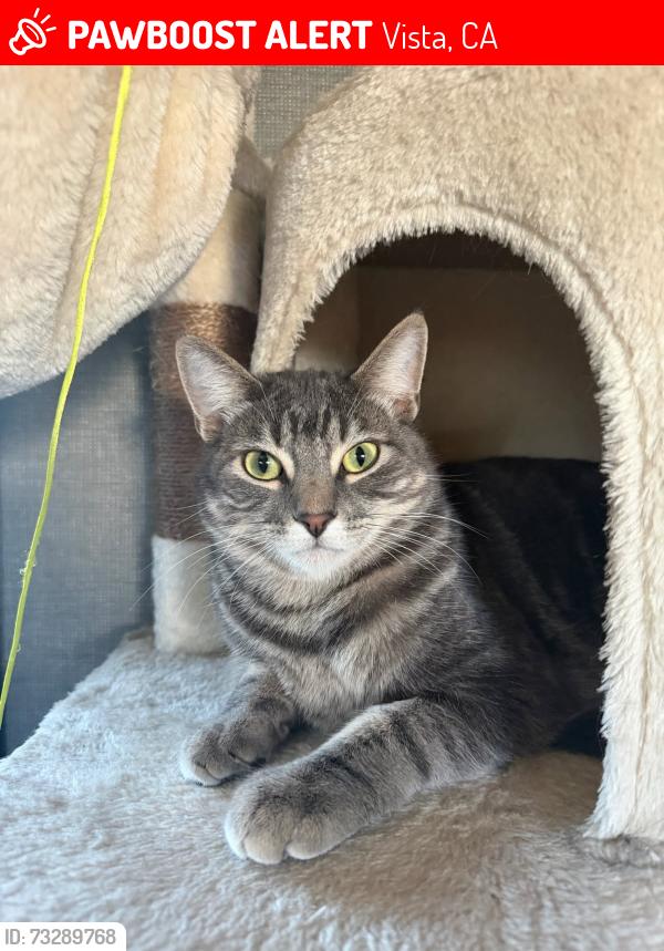 Lost Male Cat last seen Near East Vista Way & Olive RV Park space 26, Vista, CA 92084
