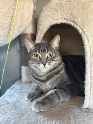 Lost Male Cat last seen Near East Vista Way & Olive RV Park space 26, Vista, CA 92084
