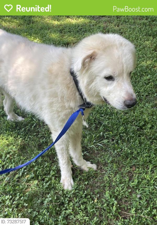 Reunited Male Dog last seen Near Lawrenceville Hwy Lawrenceville, GA 30044 United States, Lawrenceville, GA 30044