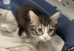 Shelter Stray Female Cat last seen Aldringham Rd, 43606, OH, 827 Illinois Ave, Maumee, OH 43537, USA
