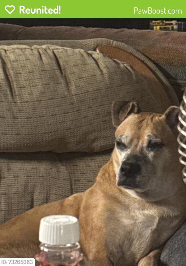 Reunited Female Dog last seen Near Phillies, Newell, WV 26050