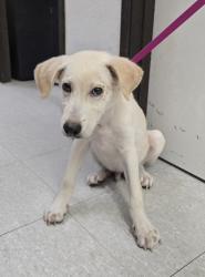 Shelter Stray Male Dog last seen Near Everman pkwy-EV, EVERMAN, TX, 3961 Bluebell Dr, Everman, TX 76140, USA