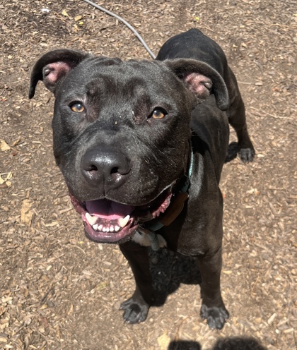 Shelter Stray Male Dog last seen Near Brookcrest Circle Decatur, 30032, 30032, GA, 3280 Chamblee Dunwoody Rd, Chamblee, GA 30341, USA
