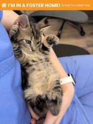 Shelter Stray Male Cat last seen Near Armisted way, 21205, MD, 2490 Giles Rd, Baltimore, MD 21225, USA