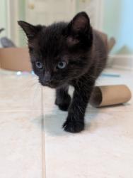 Shelter Stray Female Cat last seen Near S Ann St, 21231, MD, 2490 Giles Rd, Baltimore, MD 21225, USA