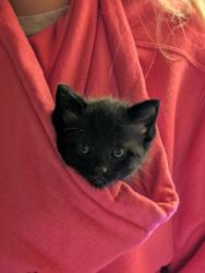 Shelter Stray Female Cat last seen Near S Ann St, 21231, MD, 2490 Giles Rd, Baltimore, MD 21225, USA