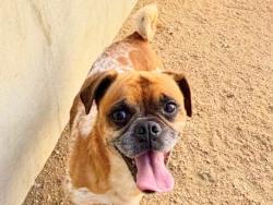 Shelter Stray Male Dog last seen 2009-BLK WILLOW WAY, City of Round Rock, TX, 1855 SE Inner Loop, Georgetown, TX 78626, USA