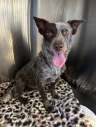 Shelter Stray Female Dog last seen 700-Block Country Aire Drive, City of Round Rock, TX, 1855 SE Inner Loop, Georgetown, TX 78626, USA