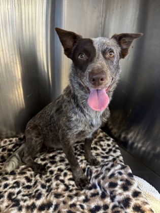 Shelter Stray Female Dog last seen 700-Block Country Aire Drive, City of Round Rock, TX, 1855 SE Inner Loop, Georgetown, TX 78626, USA