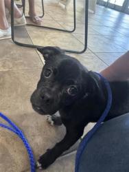 Shelter Stray Male Dog last seen Near blk Blue Agave Ln., Williamson County, TX, 1855 SE Inner Loop, Georgetown, TX 78626, USA