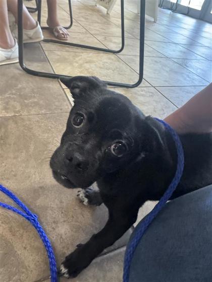 Shelter Stray Male Dog last seen Near blk Blue Agave Ln., Williamson County, TX, 1855 SE Inner Loop, Georgetown, TX 78626, USA